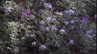 Marilyn chambers è un vecchio uomo e donna video xxx e il ragazzo selma video sesso